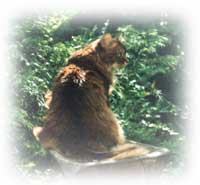 Ivette of Red Pepper 