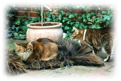 Ivette of Red Pepper and Sheiki of MIlls Road