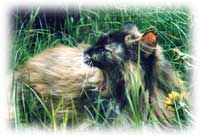 Cyrdeline av Koranku